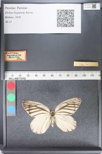 Media type: image;   Entomology 129990